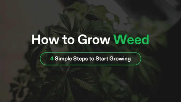 How to Grow Weed
