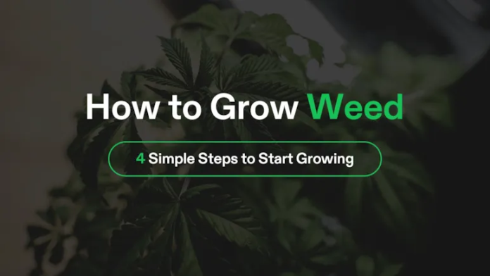 How to Grow Weed