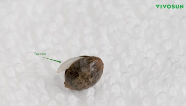 seed germination