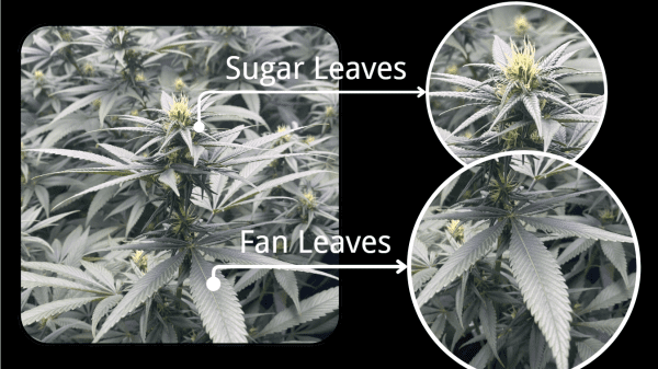 Cannabis Fan Leaves VS Cannabis Sugar Leaves