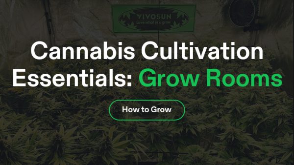 Cannabis Cultivation Banner