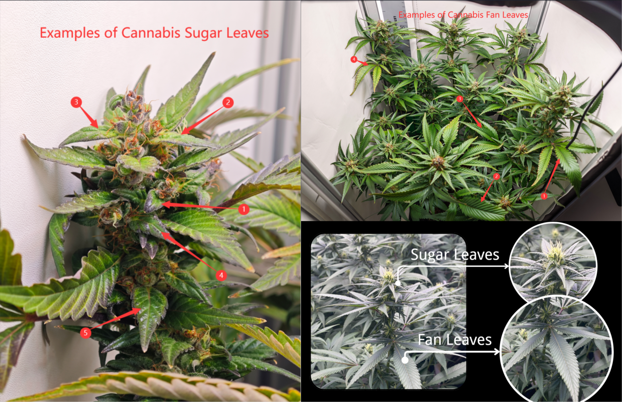 Difference between sugar leaves and fan leaves