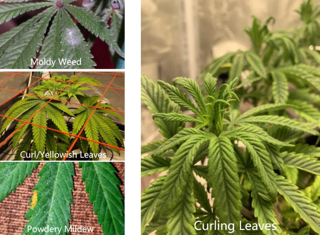 cannabis leaf curl down