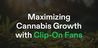 Maximing Cannabis Growth with Clip on Fans