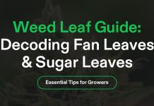 Weed Leaf Banner