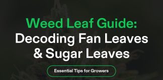 Weed Leaf Banner