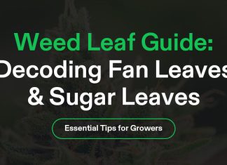 Weed Leaf Banner