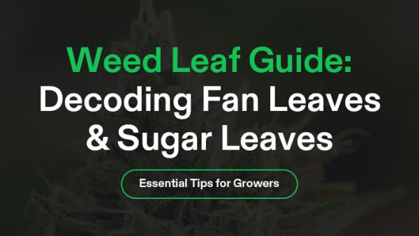 Weed Leaf Banner