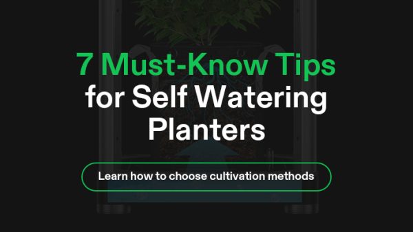 Self watering plant cover image