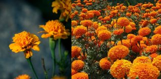 Marigolds