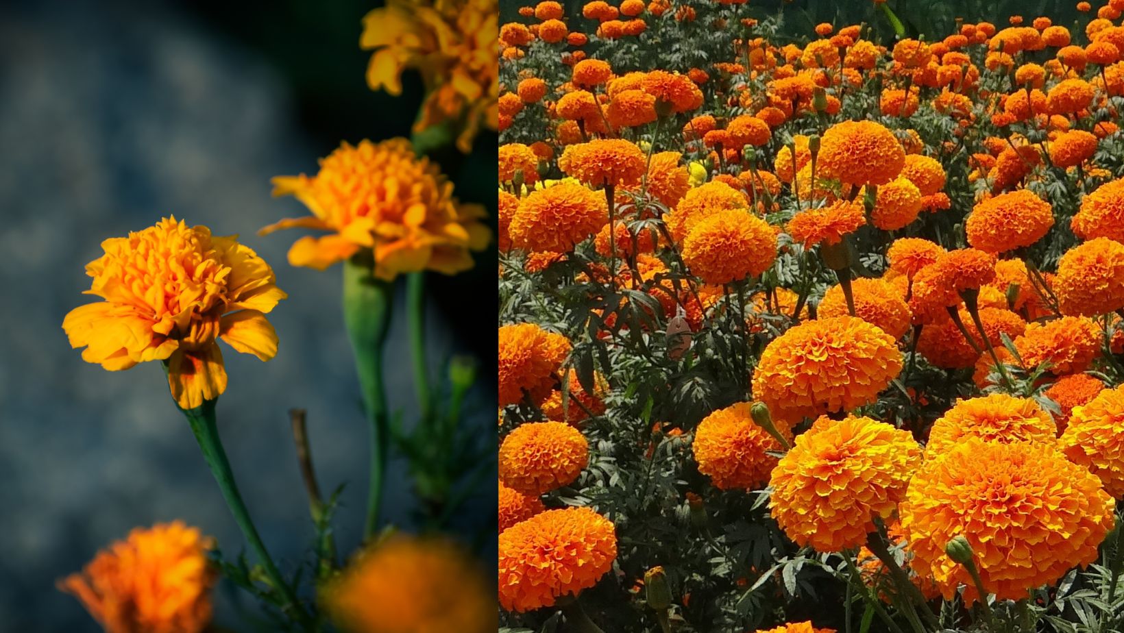 Marigolds