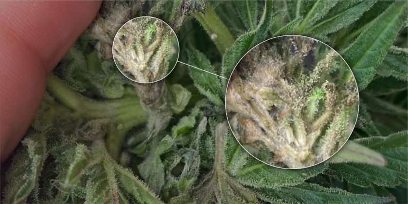 What Does Weed Mold Look Like Moldy Weed: Recognizing, Understanding, and Avoiding the Dangers - Vivosun