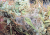 Moldy Weed: Recognizing, Understanding, and Avoiding the Dangers - Vivosun
