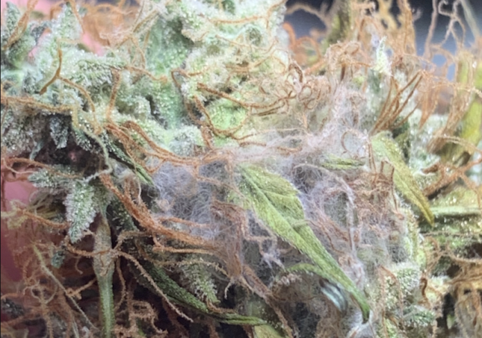 does weed go bad