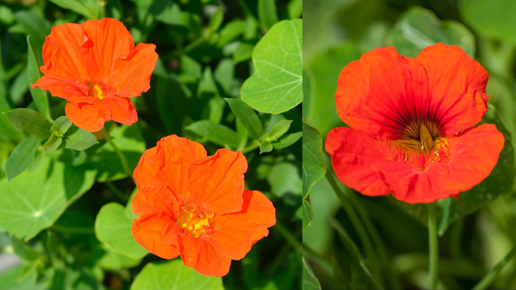 Nasturtiums