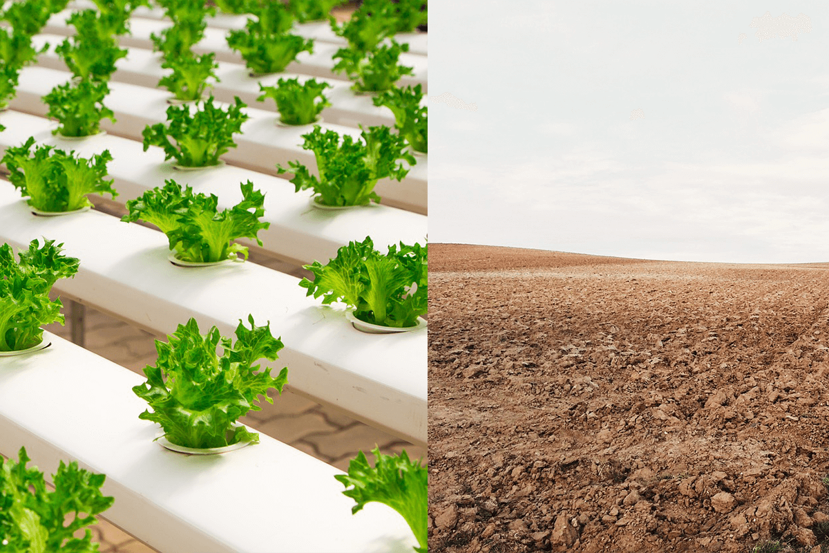 Soil vs Hydroponics