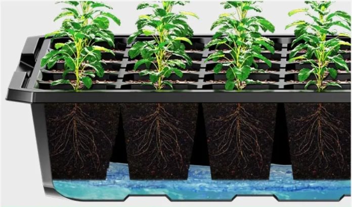 bottom watering plants