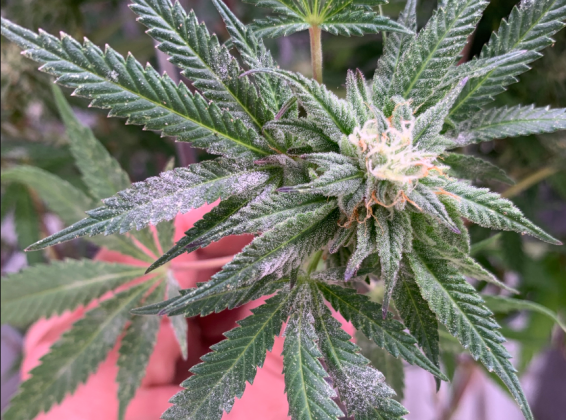 What Does Mold On Weed Look Like Moldy Weed: Recognizing, Understanding, and Avoiding the Dangers - Vivosun