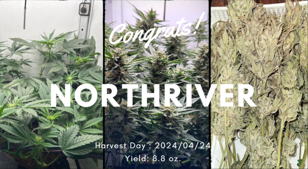 how much weed does one plant yield