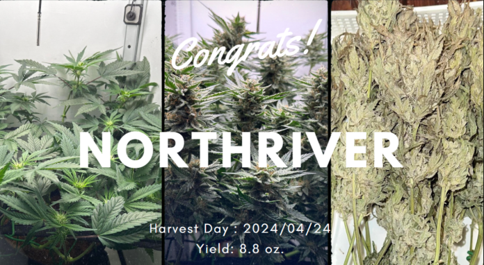 how much weed does one plant yield
