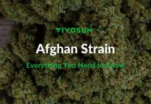 Afghan Strain