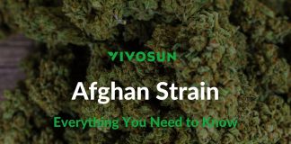 Afghan Strain