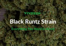 Black Runtz Strain