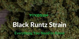 Black Runtz Strain