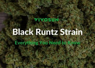 Black Runtz Strain