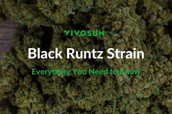 Black Runtz Strain