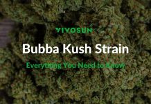 Bubba Kush Strain