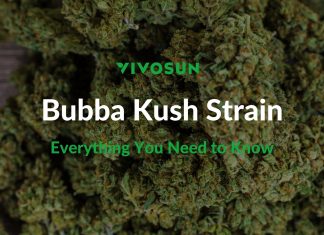 Bubba Kush Strain