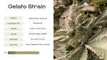 Gelato Strain: The Perfect Balance of Flavor and Potency - Vivosun