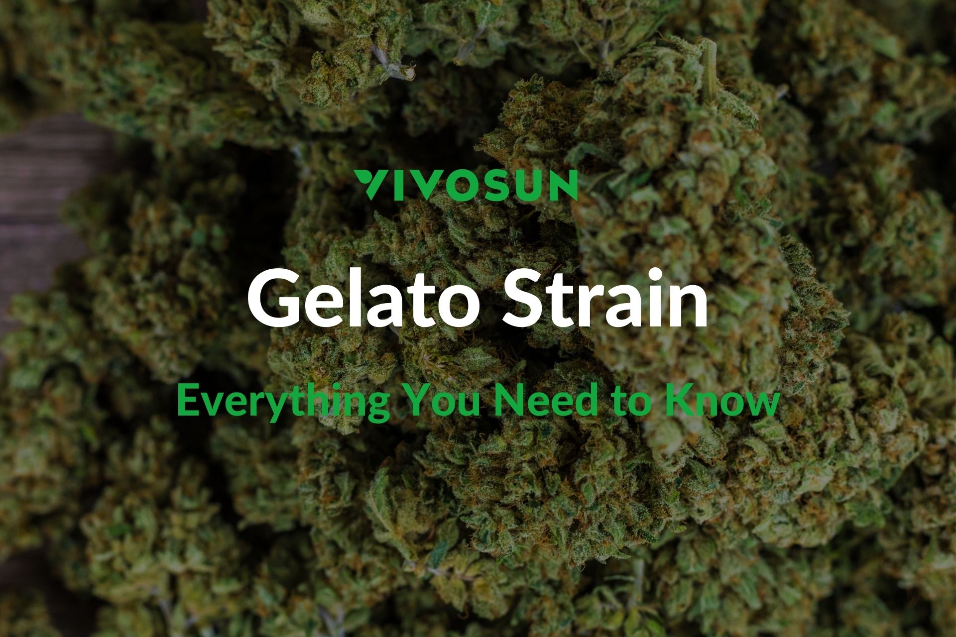 Gelato Strain: The Perfect Balance of Flavor and Potency - Vivosun