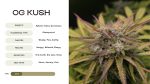 OG Kush Strain: Everything You Need to Know - Vivosun