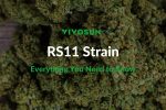 RS11 Strain