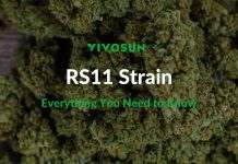 RS11 Strain