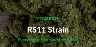 RS11 Strain