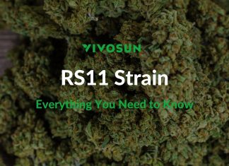 RS11 Strain