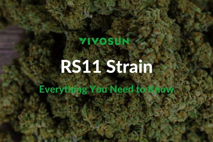 RS11 Strain