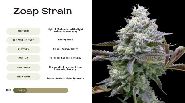 Zoap Strain: Everything You Need to Know - Vivosun