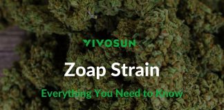 zoap strain