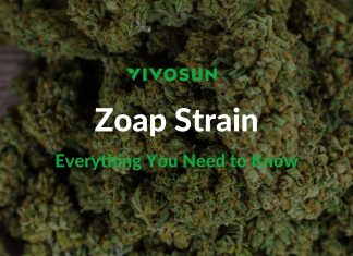 zoap strain