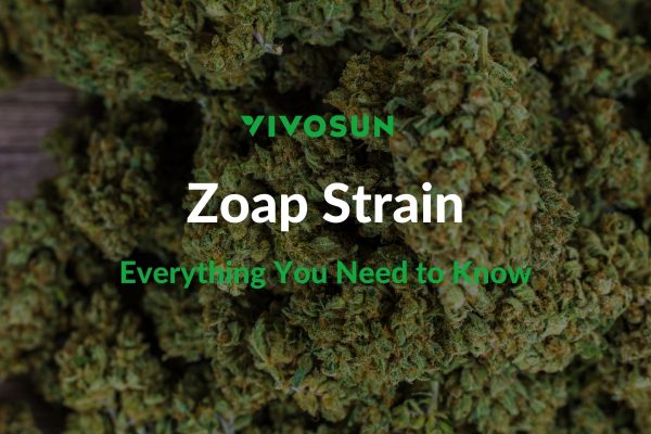 zoap strain