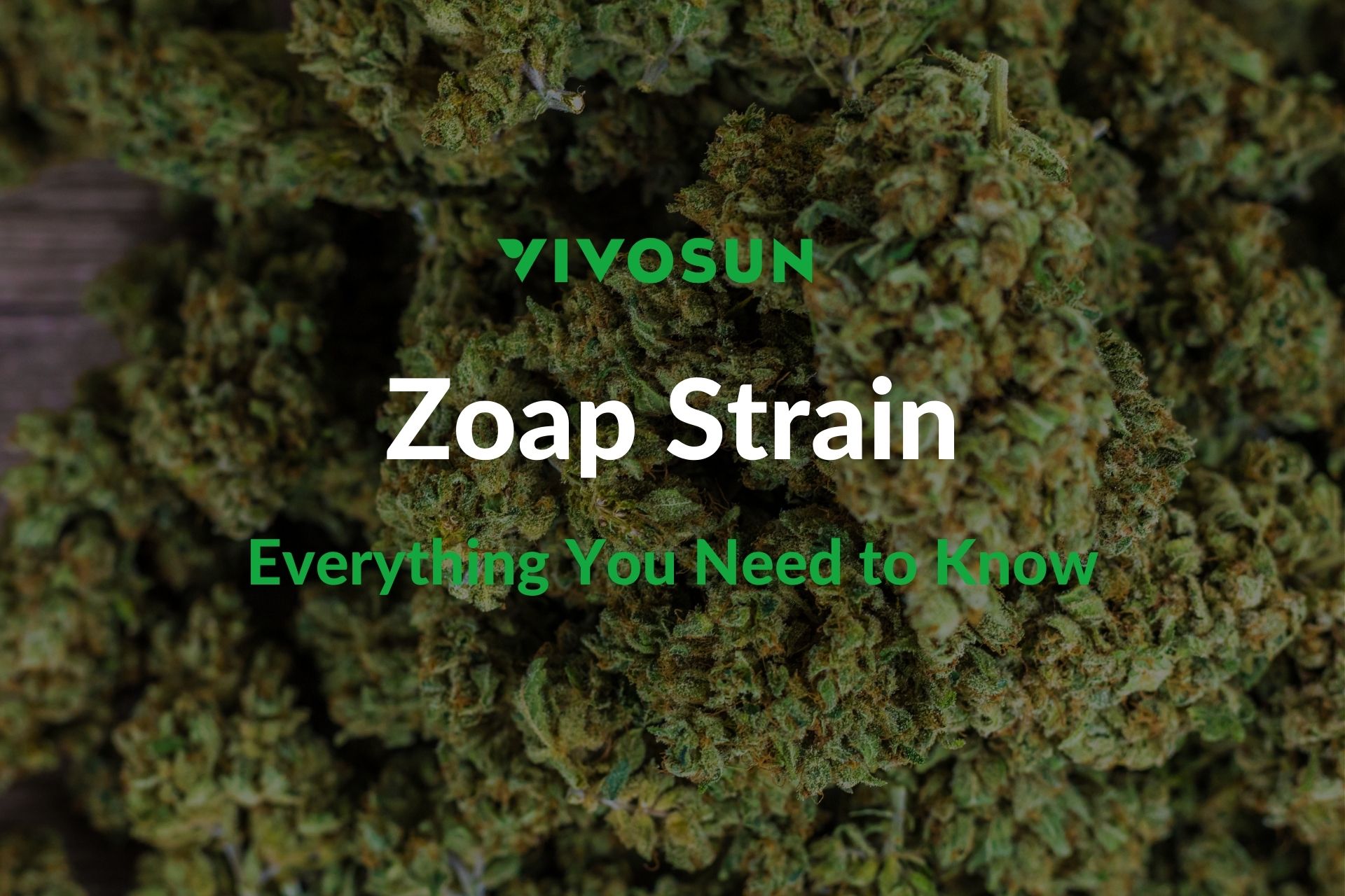 Zoap Strain: Everything You Need to Know - Vivosun