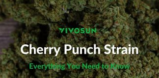 cherry punch strain