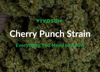 cherry punch strain