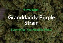 granddaddy purple strain