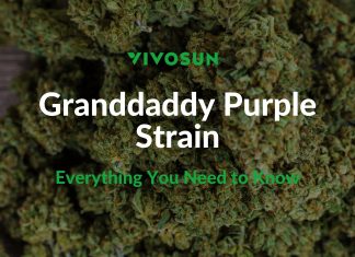 granddaddy purple strain