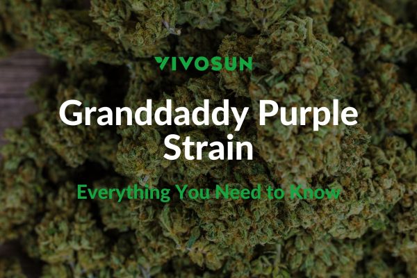 granddaddy purple strain